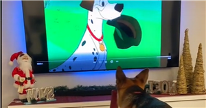 German shepherd obsessed with 101 Dalmatians adorably copies cartoon dog