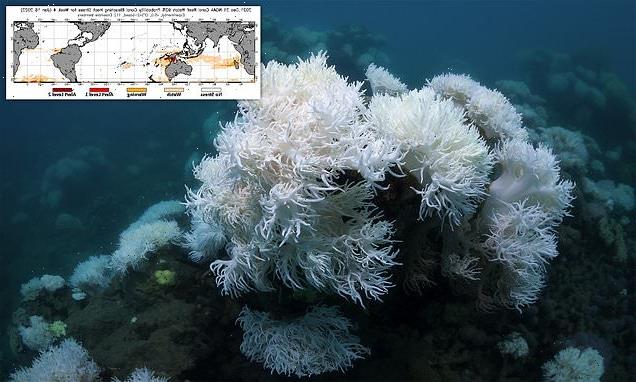 Great Barrier Reef corals face a mass bleaching  event in January