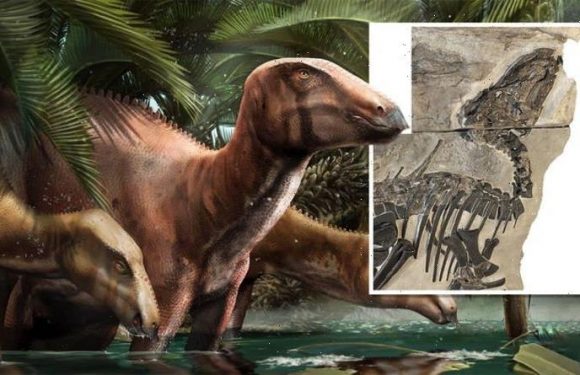 Italy’s history rewritten as trove of ‘exceptional’ dinosaur fossils stuns excavators