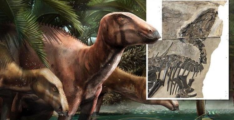 Italy’s history rewritten as trove of ‘exceptional’ dinosaur fossils stuns excavators