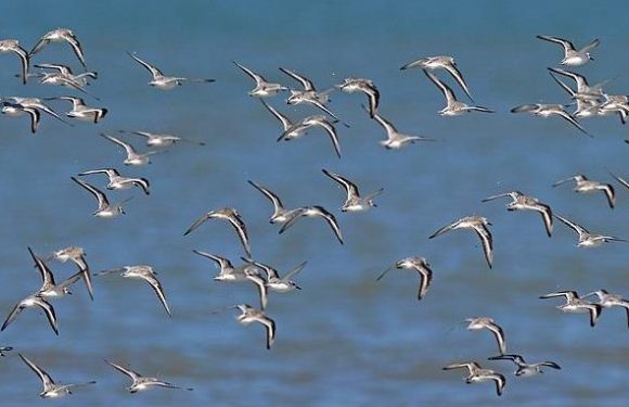 Migratory birds have lighter-coloured feathers to keep them cool