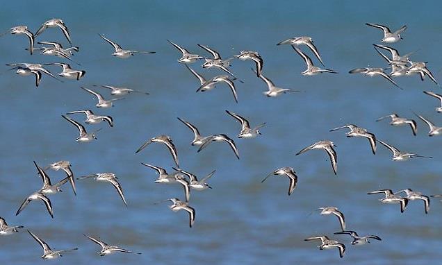 Migratory birds have lighter-coloured feathers to keep them cool