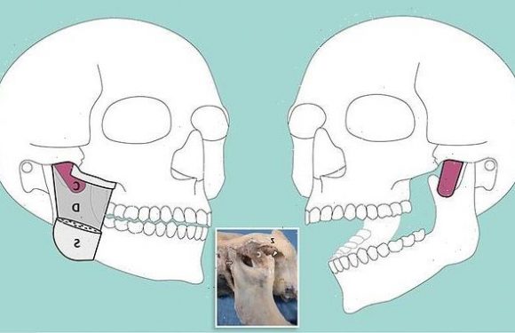 New muscle layer is discovered in the lower jaw that helps us chew