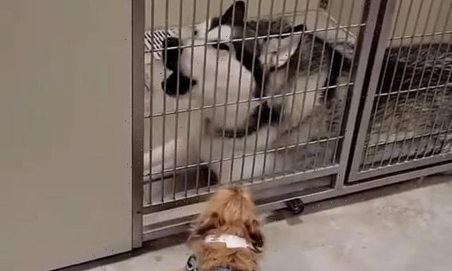 Playmates bark in excitement as they are reunited at doggie daycare