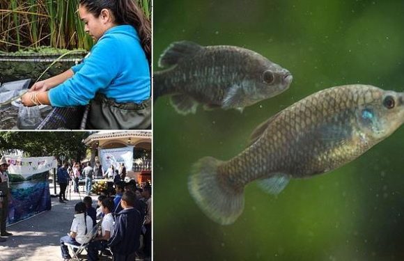 Tequila fish successfully reinstated in Mexico after 18 year absence