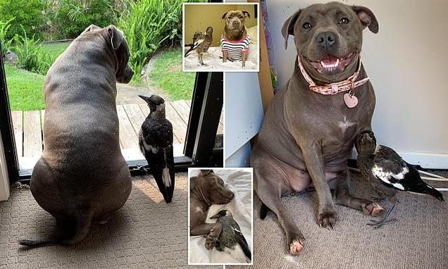 Unexpected friendship between two staffies and magpie blossoms