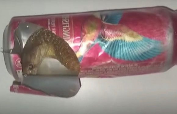 Venomous cobra rescued after being found with its head stuck in beer can