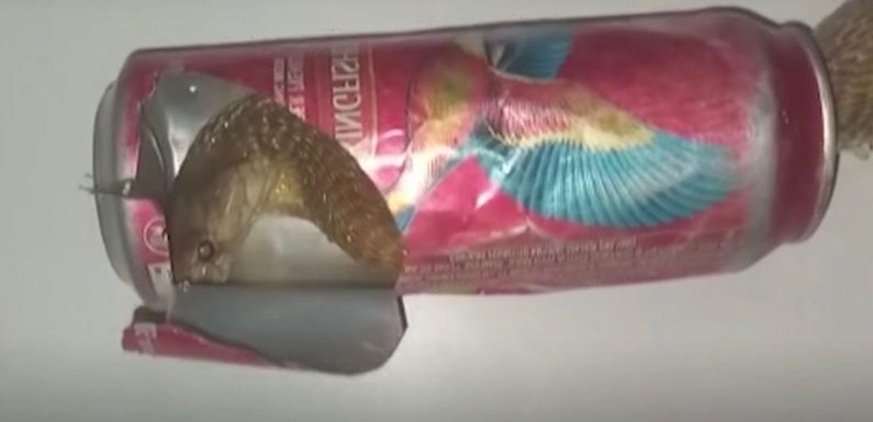 Venomous cobra rescued after being found with its head stuck in beer can