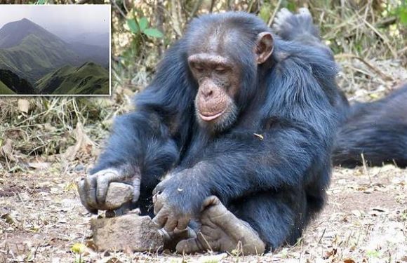 Chimps do NOT automatically know what to do when they come across nuts