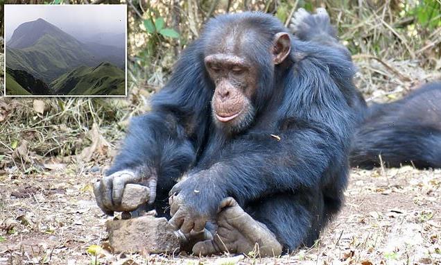 Chimps do NOT automatically know what to do when they come across nuts