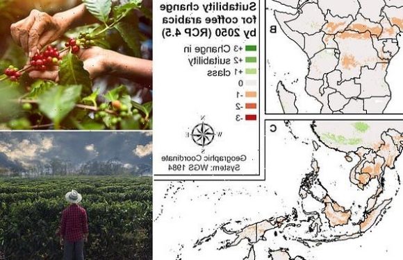 Coffee could be harder to grow as climate change takes hold, study