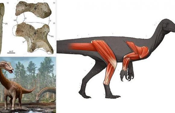 Diplodocus ancestor ran on its back legs grasped food in its forelimbs