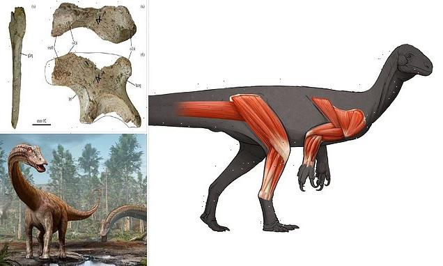 Diplodocus ancestor ran on its back legs grasped food in its forelimbs