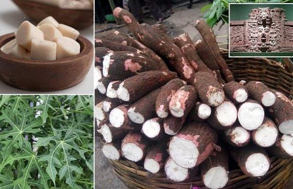 Drought did not spark the collapse of the Maya, study suggests