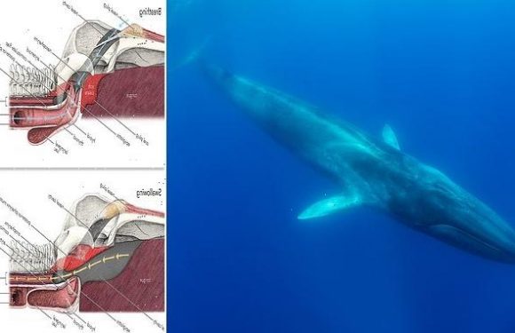 Experts find out how whales gulp down food underwater without drowning