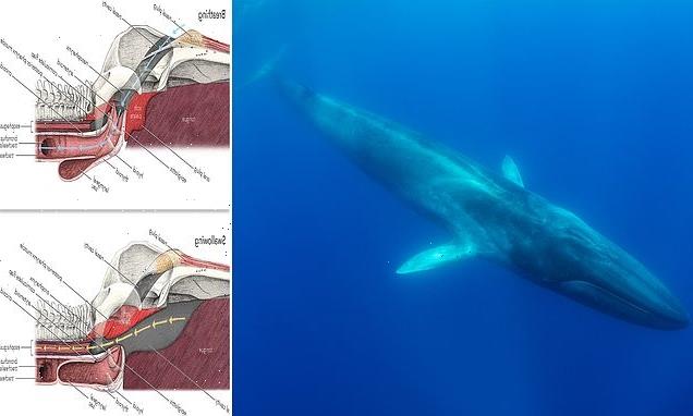 Experts find out how whales gulp down food underwater without drowning
