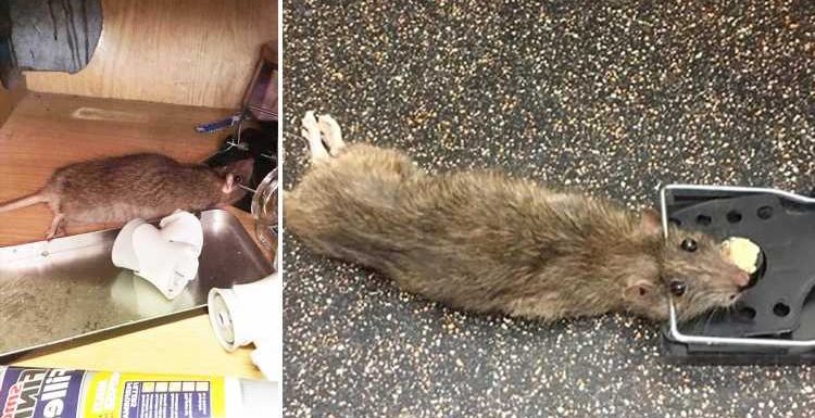 Family-of-five driven out of their home by plague of '2ft long' U-bend swimming monster rats