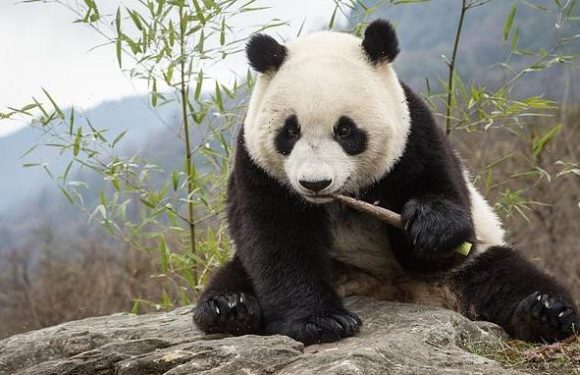 Gut bacteria help pandas stay chubby on a bamboo diet, study finds
