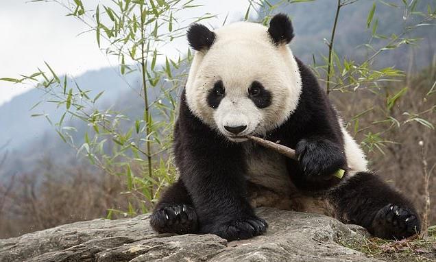 Gut bacteria help pandas stay chubby on a bamboo diet, study finds