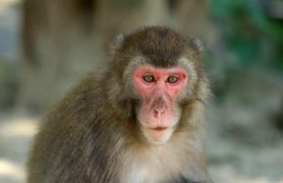 Japan's Monkey Queen could lose her title amid mating season