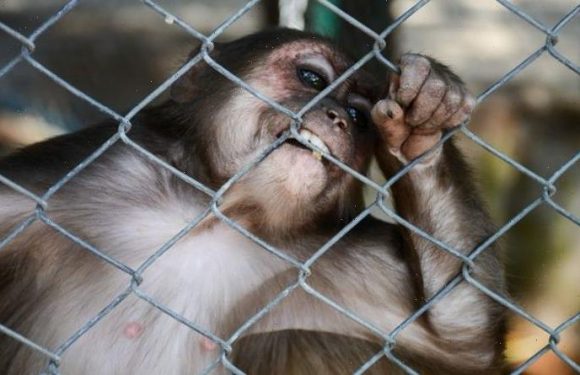 Mystery virus warning: Woman reports ‘Covid-like’ symptoms after four lab monkeys escape