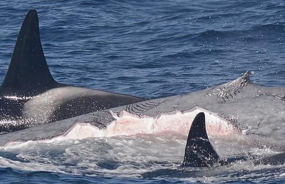 Orcas are found to kill and EAT blue whales, scientists report