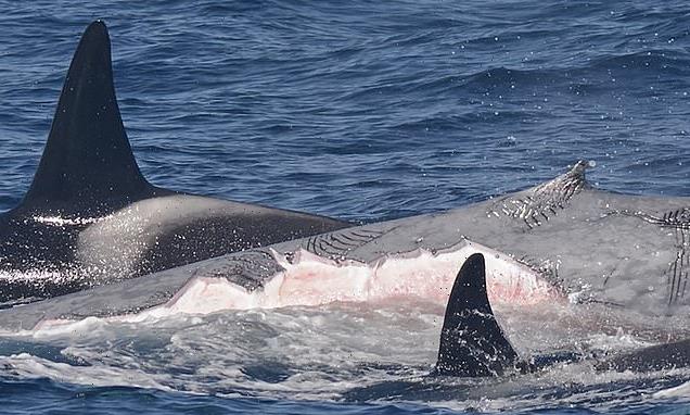 Orcas are found to kill and EAT blue whales, scientists report