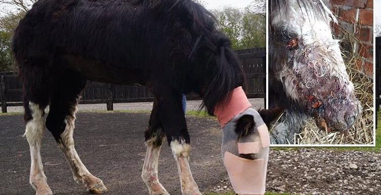 Pony horrifically scarred after acid attack undergoes FISH skin graft – and it could soon be used on humans