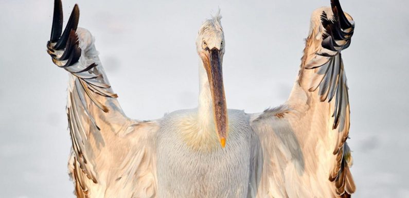 ‘Rude’ pelican snapped flipping the bird at startled photographer