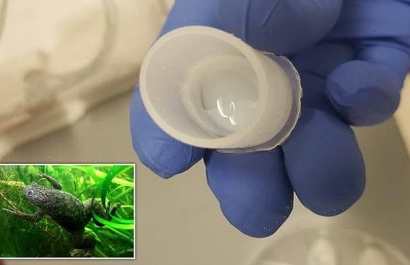 Scientists regrow missing frog legs using a five-drug cocktail