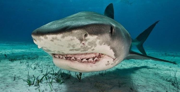 Shark horror warning as killer predators could be heading to UK to find warm water