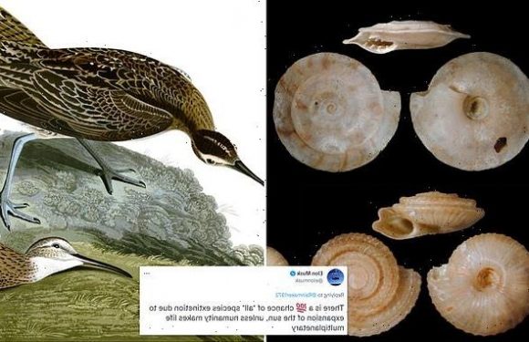 Study warns Earth's sixth mass extinction is HERE