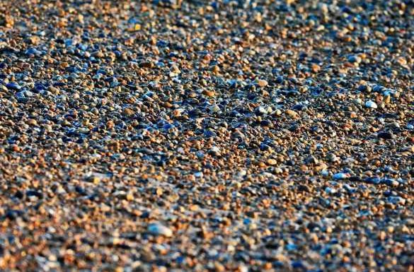 Stunning bird hiding among the pebbles on a British beach – can YOU spot it?