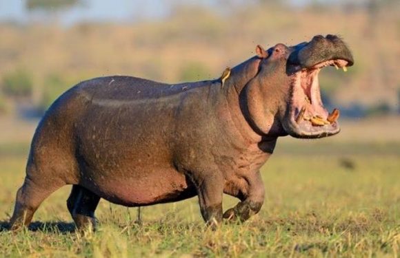 Whatsapp for animals! Study finds hippos talk to friends but HATE strangers