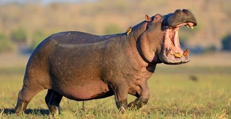 Whatsapp for animals! Study finds hippos talk to friends but HATE strangers