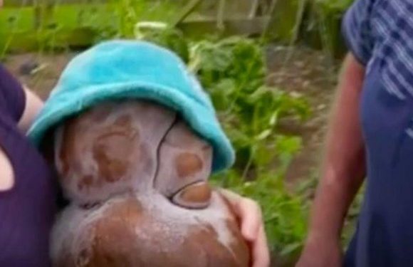 ‘World’s largest spud’ to undergo DNA tests to find out if it’s a real potato