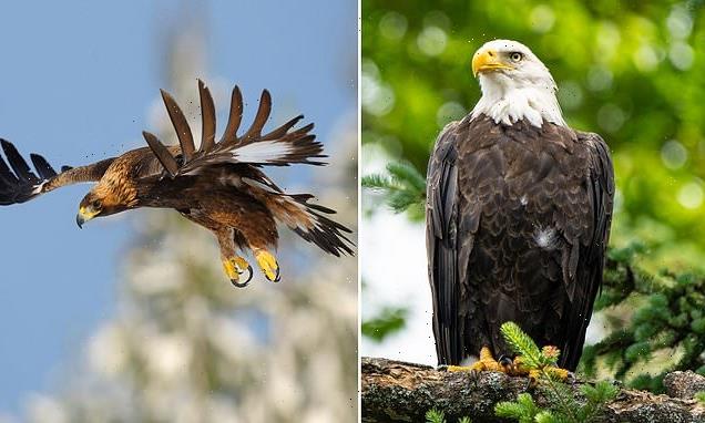 Bald and Golden Eagles are suffering from  lead poisoning