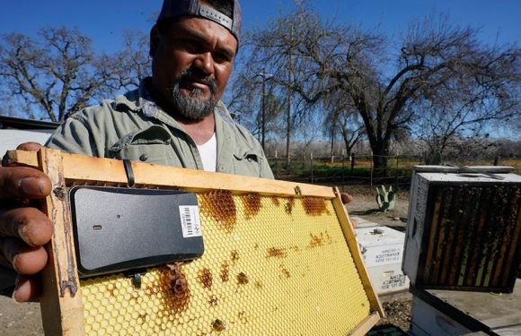 Beekeepers turn to anti-theft technology as hive thefts rise