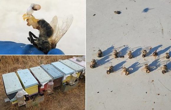 Bees explosively EJACULATE to death during heatwaves, study finds