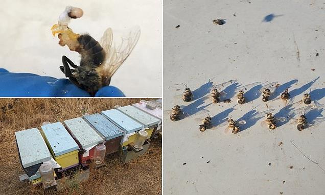 Bees explosively EJACULATE to death during heatwaves, study finds