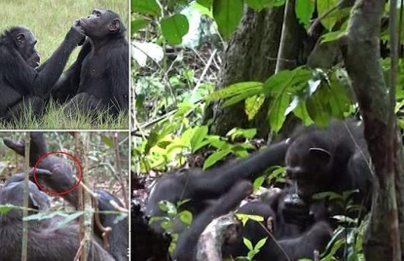 Chimpanzee mother spotted applying an INSECT to a wound on her son