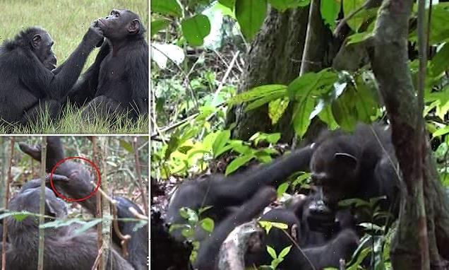Chimpanzee mother spotted applying an INSECT to a wound on her son