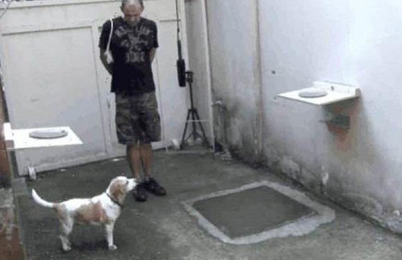 Dogs turn to their owners for help when faced with a difficult task