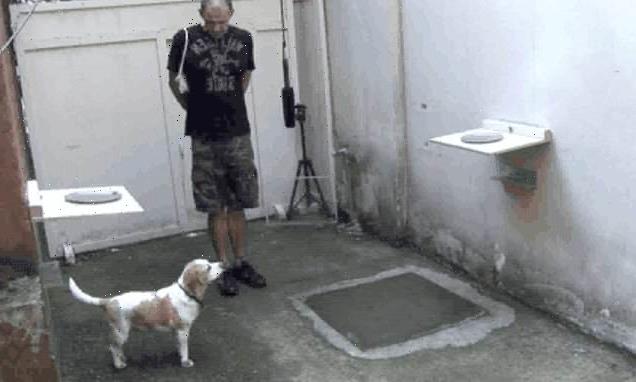 Dogs turn to their owners for help when faced with a difficult task