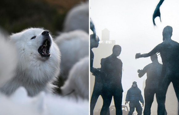 Dogs ‘will sense zombie apocalypse is coming’ and will try to warn us humans