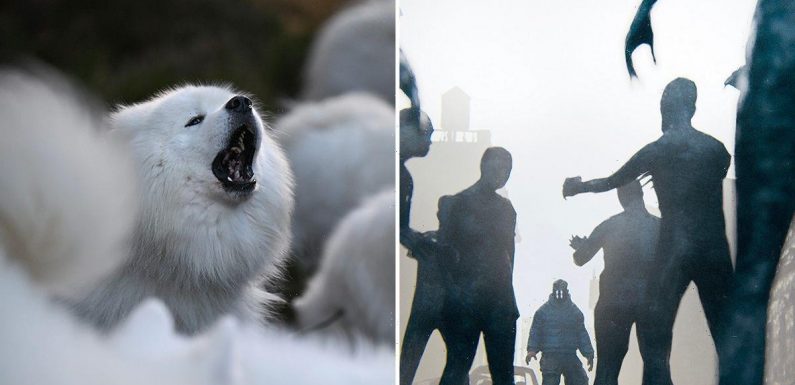 Dogs ‘will sense zombie apocalypse is coming’ and will try to warn us humans