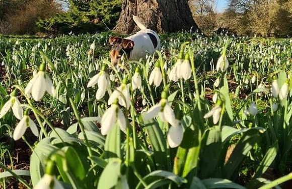 Elusive variety of snowdrop is discovered after more than 50 years