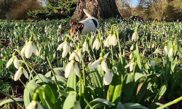 Elusive variety of snowdrop is discovered after more than 50 years