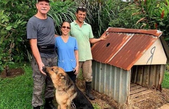 German Shepherd almost killed as METEOR smashes through dog house: ‘Barely missed him’