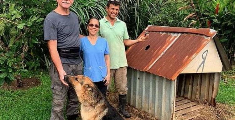 German Shepherd almost killed as METEOR smashes through dog house: ‘Barely missed him’